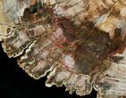 Wide Araucaria Petrified Wood Slab #6273-3